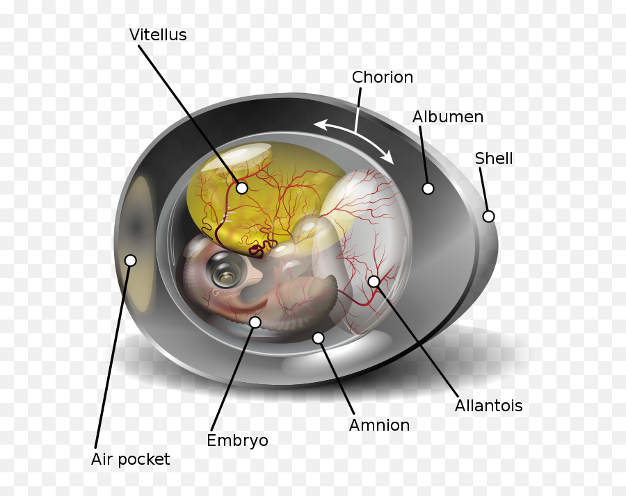 Newsinfo - Allantoic Fluid Png,Icon Jaden Smith Genre