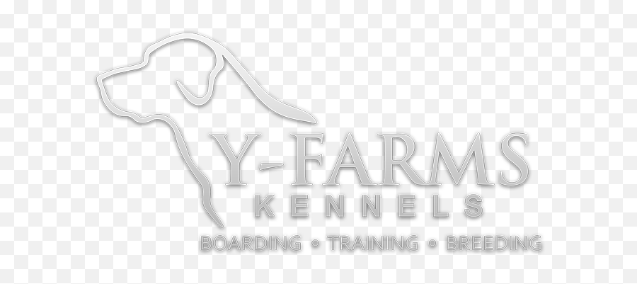 Y - Farms Kennels Labrador Retriever Pups Dog Training Language Png,Yellow Lab Icon Png