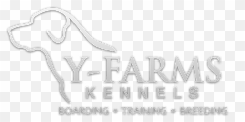 Y - Farms Kennels Labrador Retriever Pups Dog Training Language png