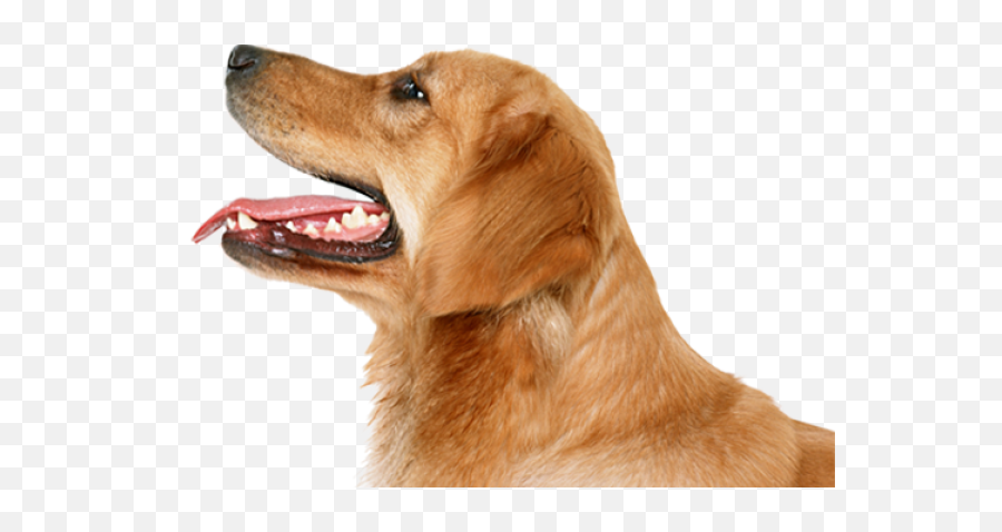 Dogs Icon Png - Perros Sin Fondo Png Free,Dogs Png