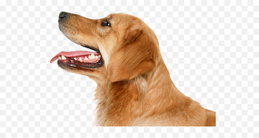 Dogs Icon Png - Perros Sin Fondo Png Free,Dogs Png - free transparent ...