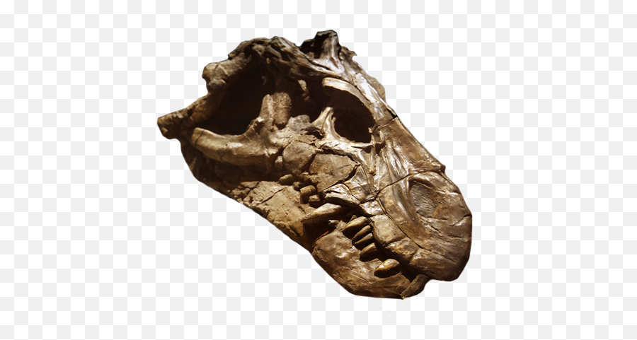 National - Museumskull U2013 National Museum Anthropologist Png,Dinosaur Skull Png