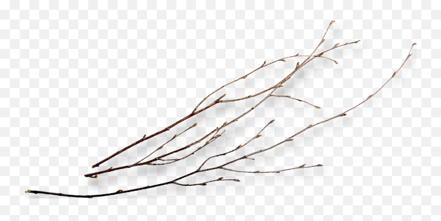 Twigs Png 3 Image - Twig Png,Twigs Png