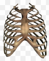 Bones Png Transparent Image - Rib Cage