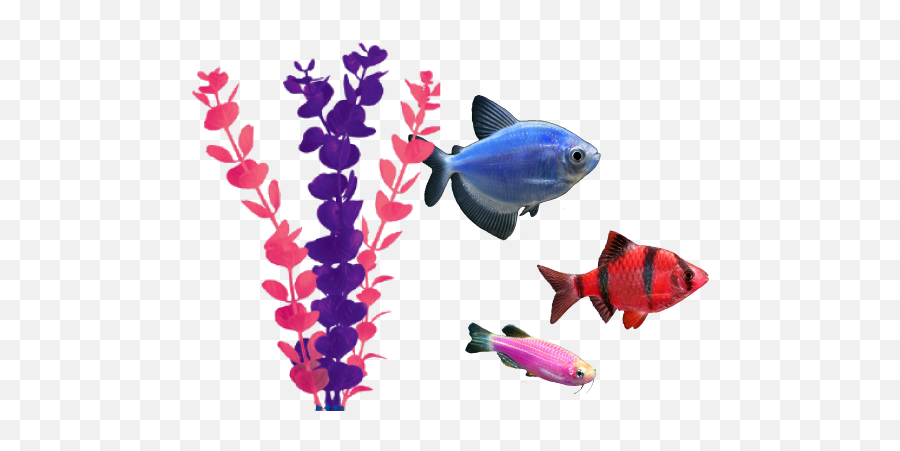 Download Hd Adding Glofish To Your Existing Aquarium - Aquarium Fish Images Translucent Background Png,Tank Transparent Background