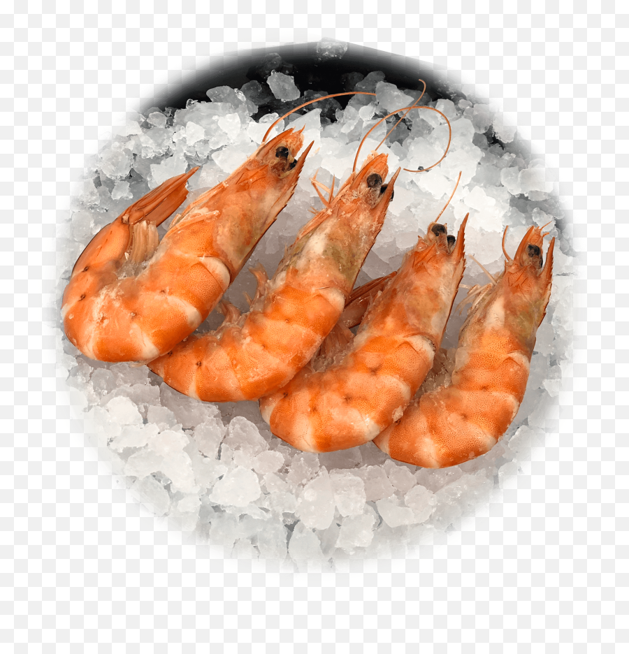 Frozen Shrimp Mu0026m Seafood - Frozen Shrimp Png,Shrimp Png