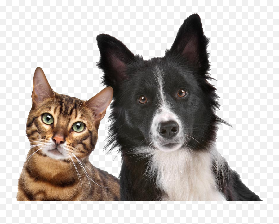 Dog Cat Relationship Kitten Pet - Free Stock Photo Of Dog And Cat Png,Dog And Cat Png