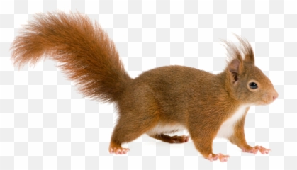15 Squirrel Png For Free Download - Transparent Background Squirrel Clipart,Squirrel Transparent Background