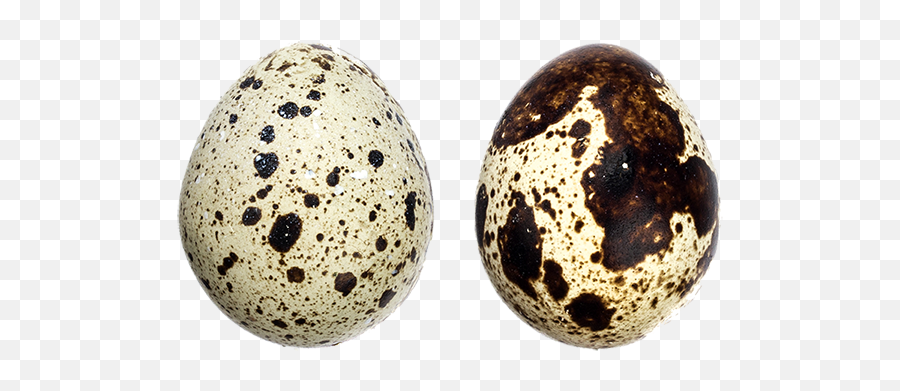 Quail Eggs - Ampoule Serum Png,Quail Png