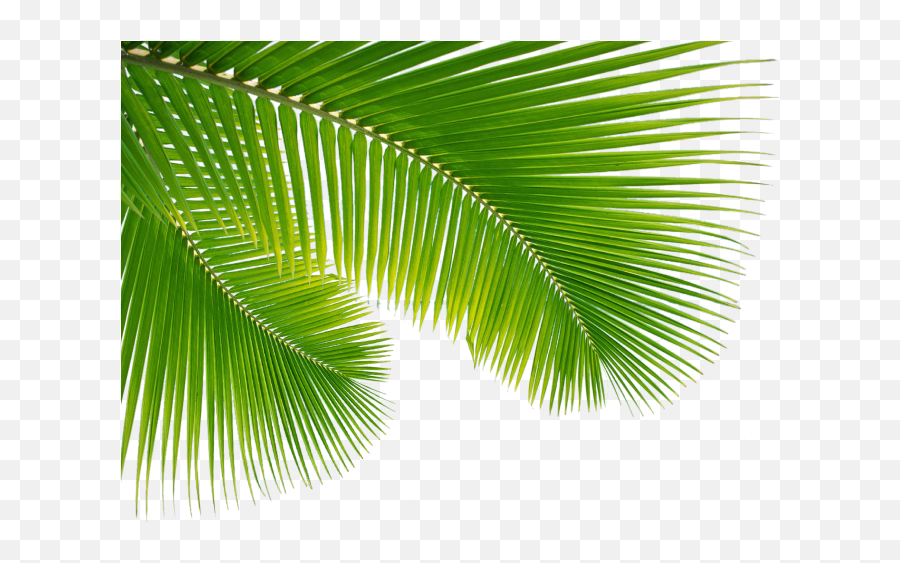 Download Hd Palm Tree Leaf Png Clip Art Escobar Cleaning - Transparent Background Palm Leaves Png,Palm Leaf Png