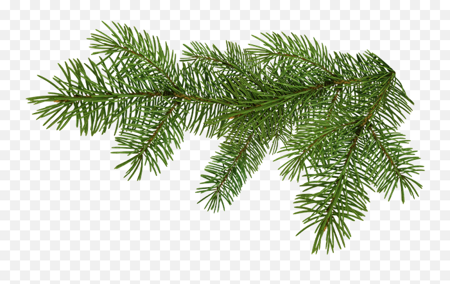 Pine Tree Branch Png Download - Branche De Sapin Png Full Pine Branch Png,Pine Tree Branch Png
