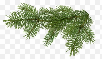 Pine Tree Branch Png Download - Branche De Sapin Full