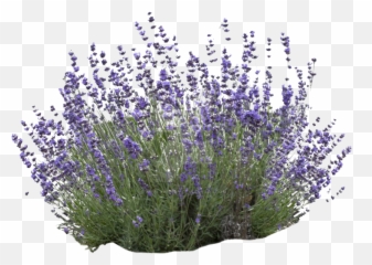 Mexican Bush Sage Transparent - Lavender White Background png