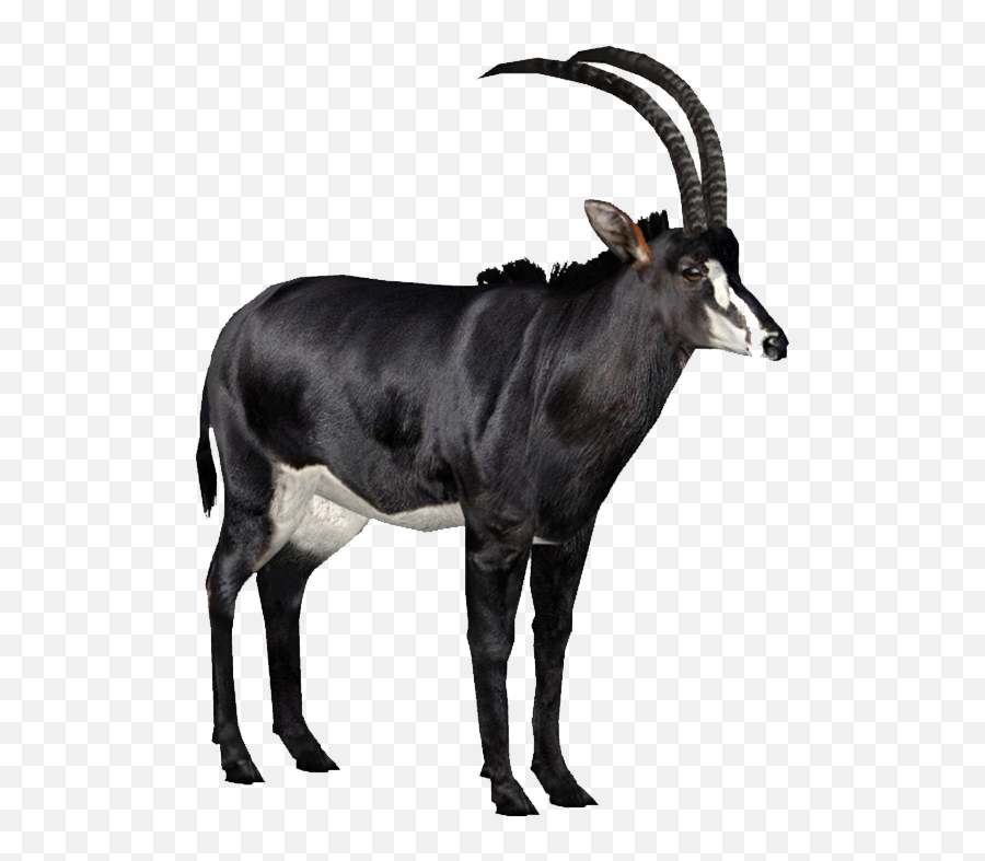 Sable - Sable Antelope White Background Png,Sable Png