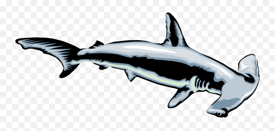 Marine Predator Hammerhead Shark - Clipart Hammer Head Shark Png,Hammerhead Shark Png