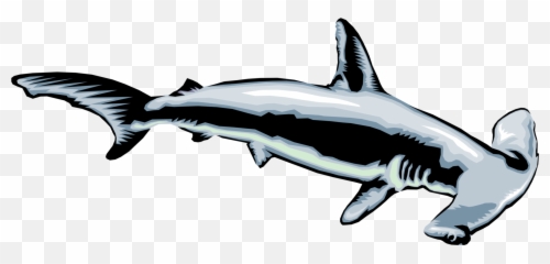 Marine Predator Hammerhead Shark - Clipart Hammer Head Shark Png,Hammerhead Shark Png