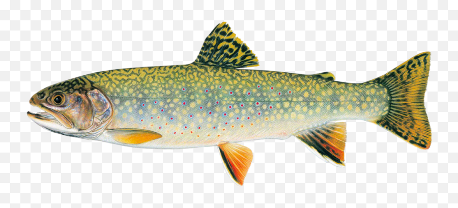 Daily Limit - Brook Trout Vermont State Fish Png,Trout Png