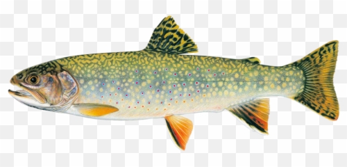Daily Limit - Brook Trout Vermont State Fish Png,Trout Png