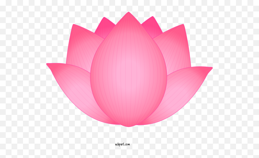 Flowers Petal Lotus Family Pink For - Language Png,Lotus Flower Transparent