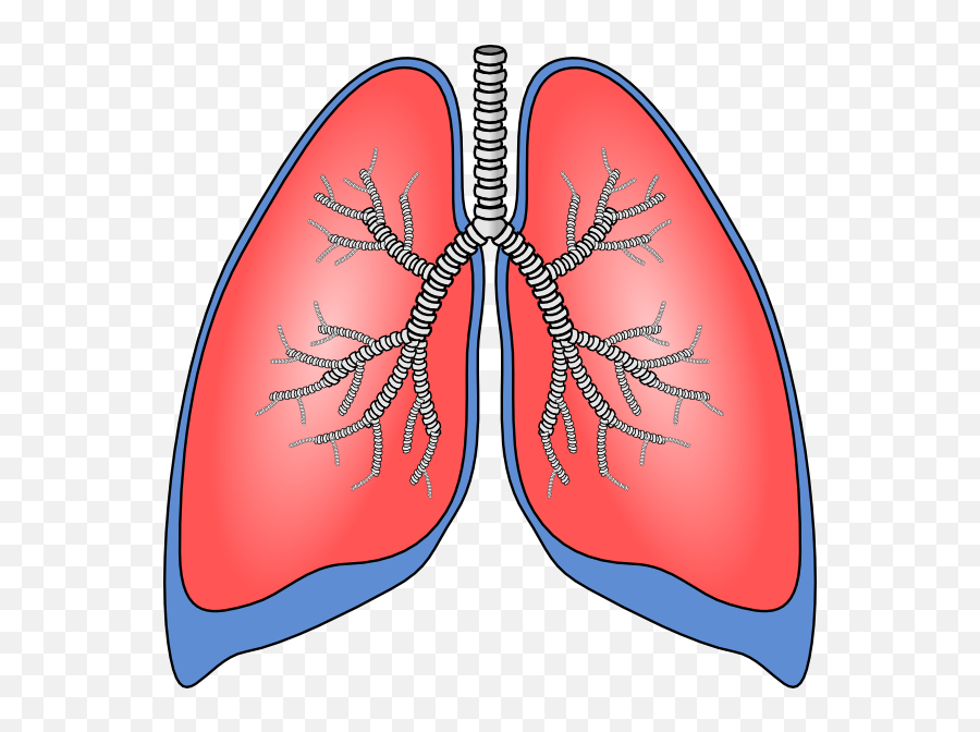 Library Of Respiratory System Lung Sacs - Human Lungs For Kids Png,Lung Png
