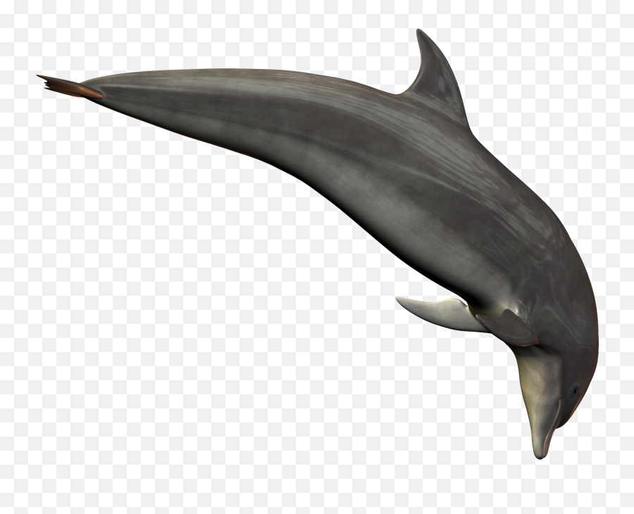 Dolphin Png - Dolphin Png,Dolphin Transparent Background