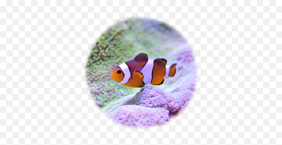 Clownfish - Ocellaris Clownfish Png,Clownfish Png