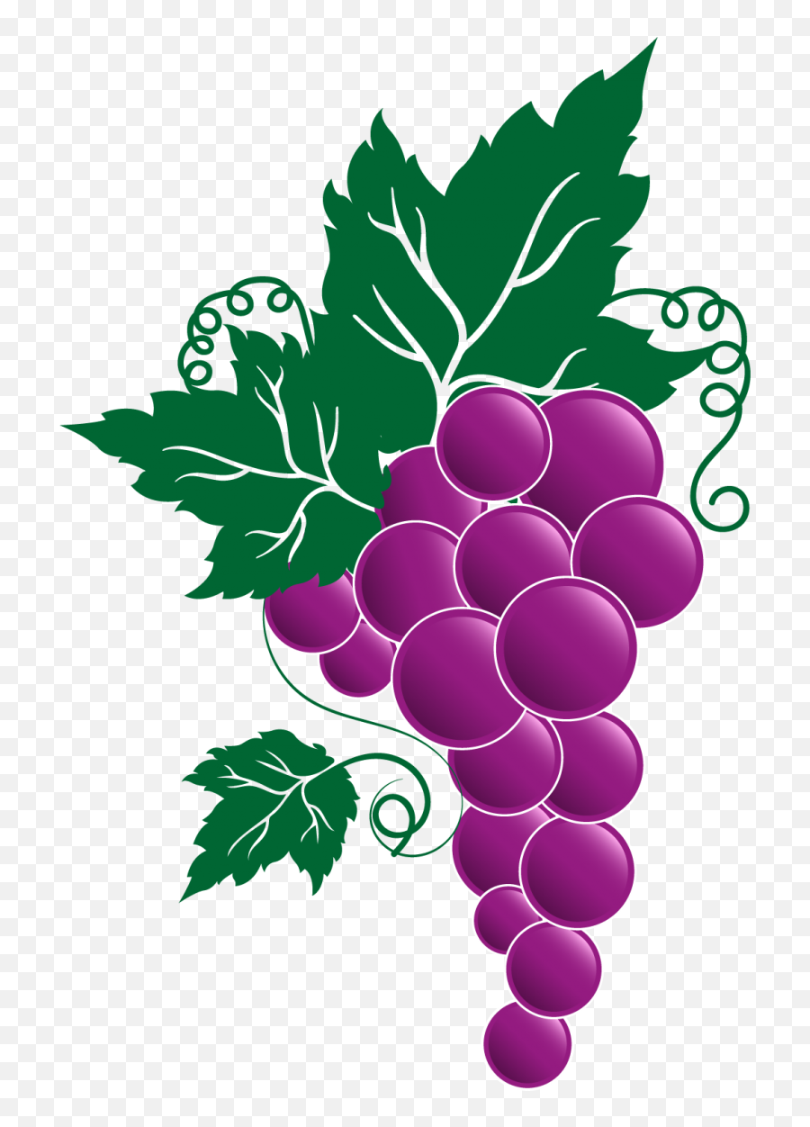 Transparent Grape Vines - Festa Dell Uva Broni Clipart Clipart Grapes Transparent Png,Grapes Transparent