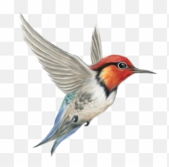 Woodpecker Png Transparent Images 19 - Transparent Background Bird Transparent,Woodpecker Png
