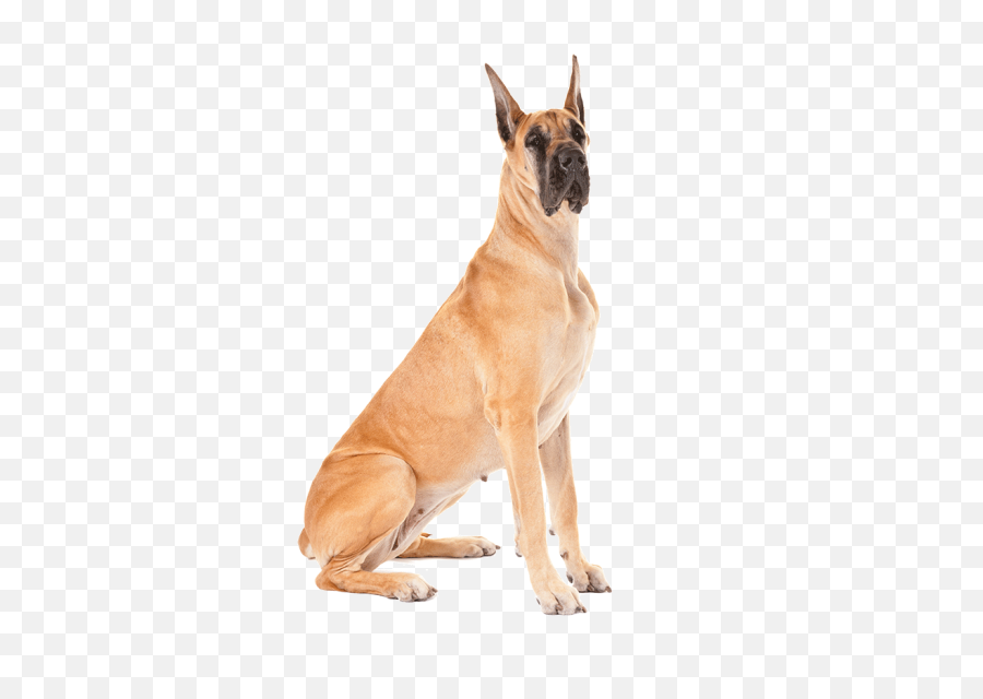 Download Free Png Fawn Great Dane Dog Sitting - Great Dane Dog Png,Dog Sitting Png