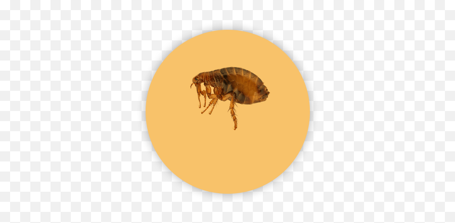 Flea Control - Cat Flea Png,Flea Png