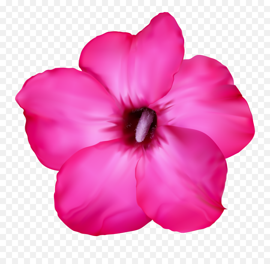 Flower Pink Clip Art Png Image - Desert Flower Png Desert Rose Png,Transparent Pink Flowers