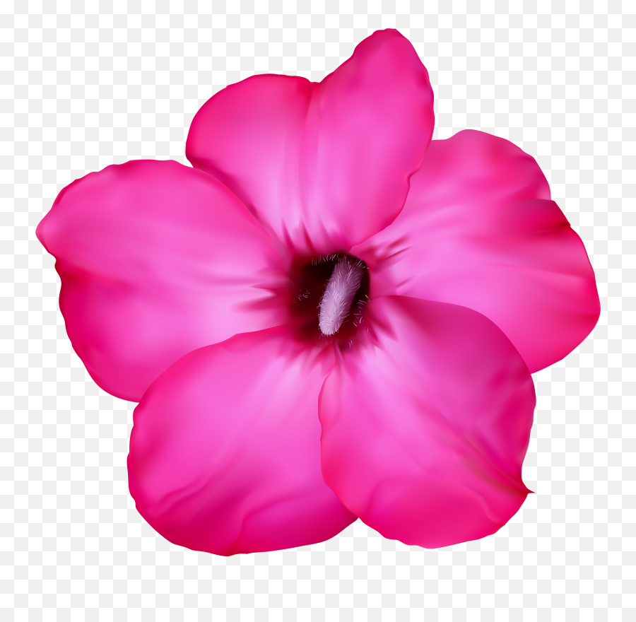 Flower Transparent Clip Art Image​