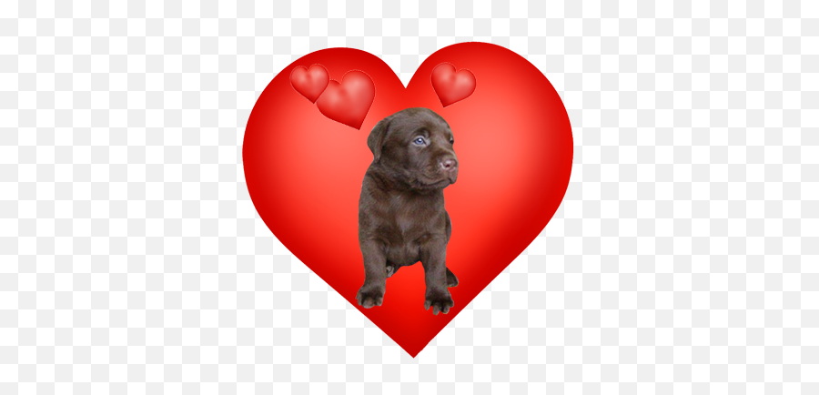 Valentines Day Hearts Valentine Graphics - Companion Dog Png,Cute Heart Png