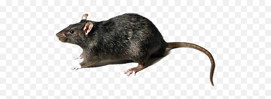 Rodent Control - Rat Transparent Background Png,Mouse Rodent Icon