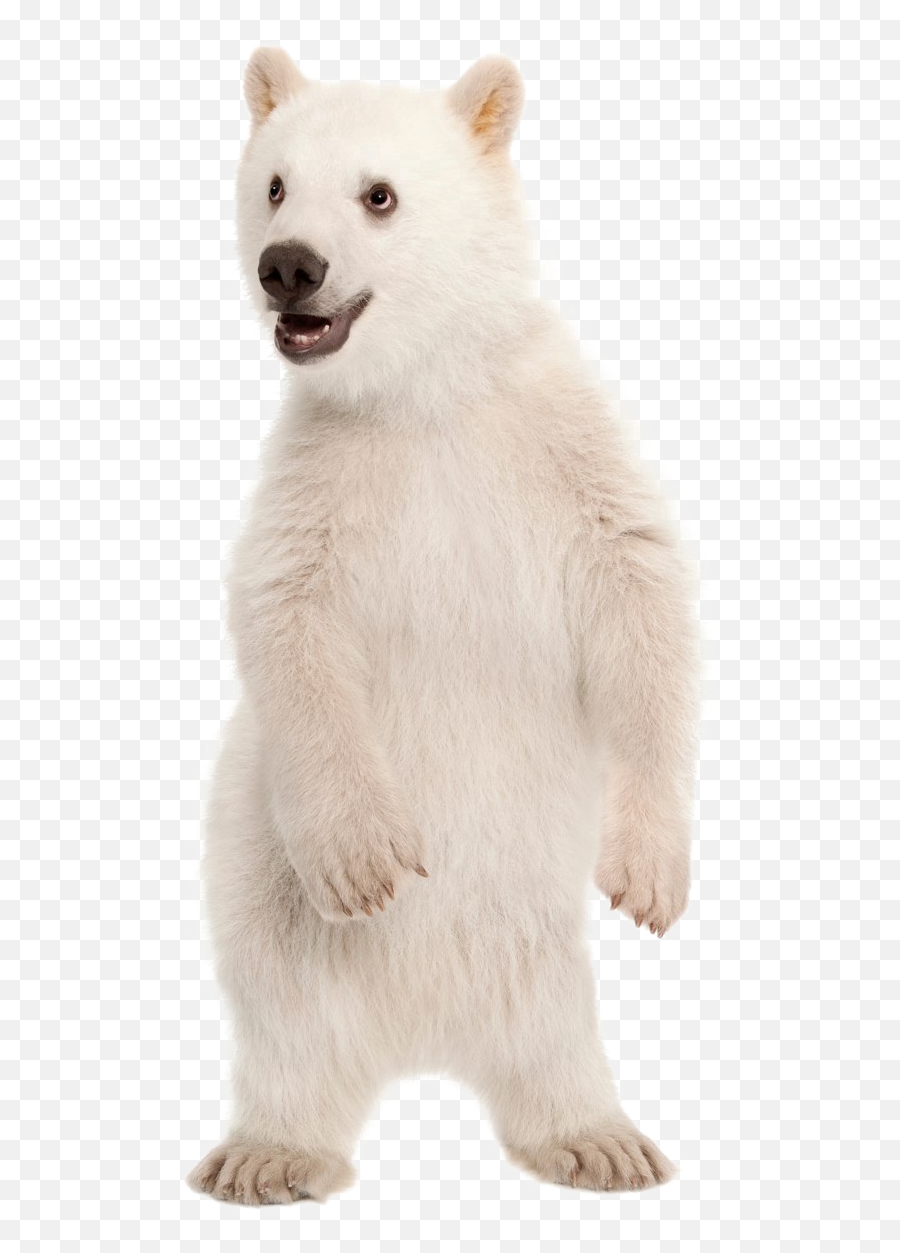 Polar Bear Png Pic - Polar Bear Cub Png,Polar Bear Png