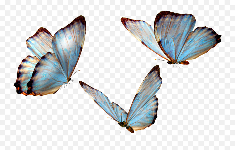 Download Hd Flying Butterfly Transparent - Real Life Cute Butterfly Png,Butterfly Transparent