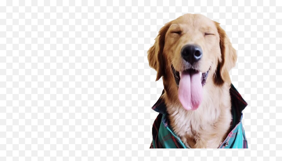 Dogs Png Pic