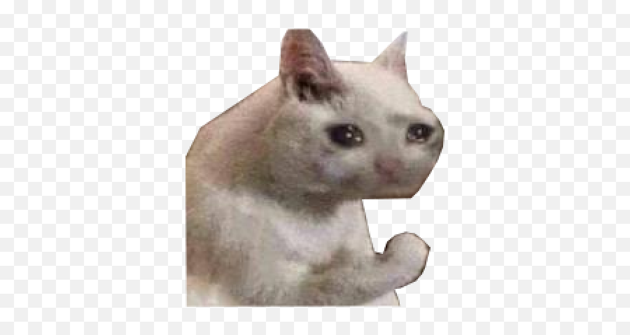 Free Png Images - Sad Cat Discord Emoji,Sad Cat Png