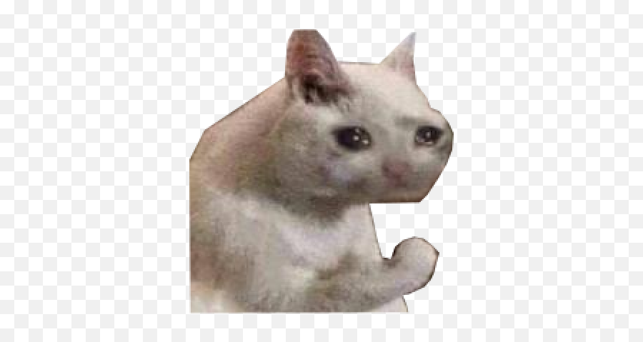 Discord Emoji Sticker Discord Emoji Sad Discover Share Gifs Cat Reverasite