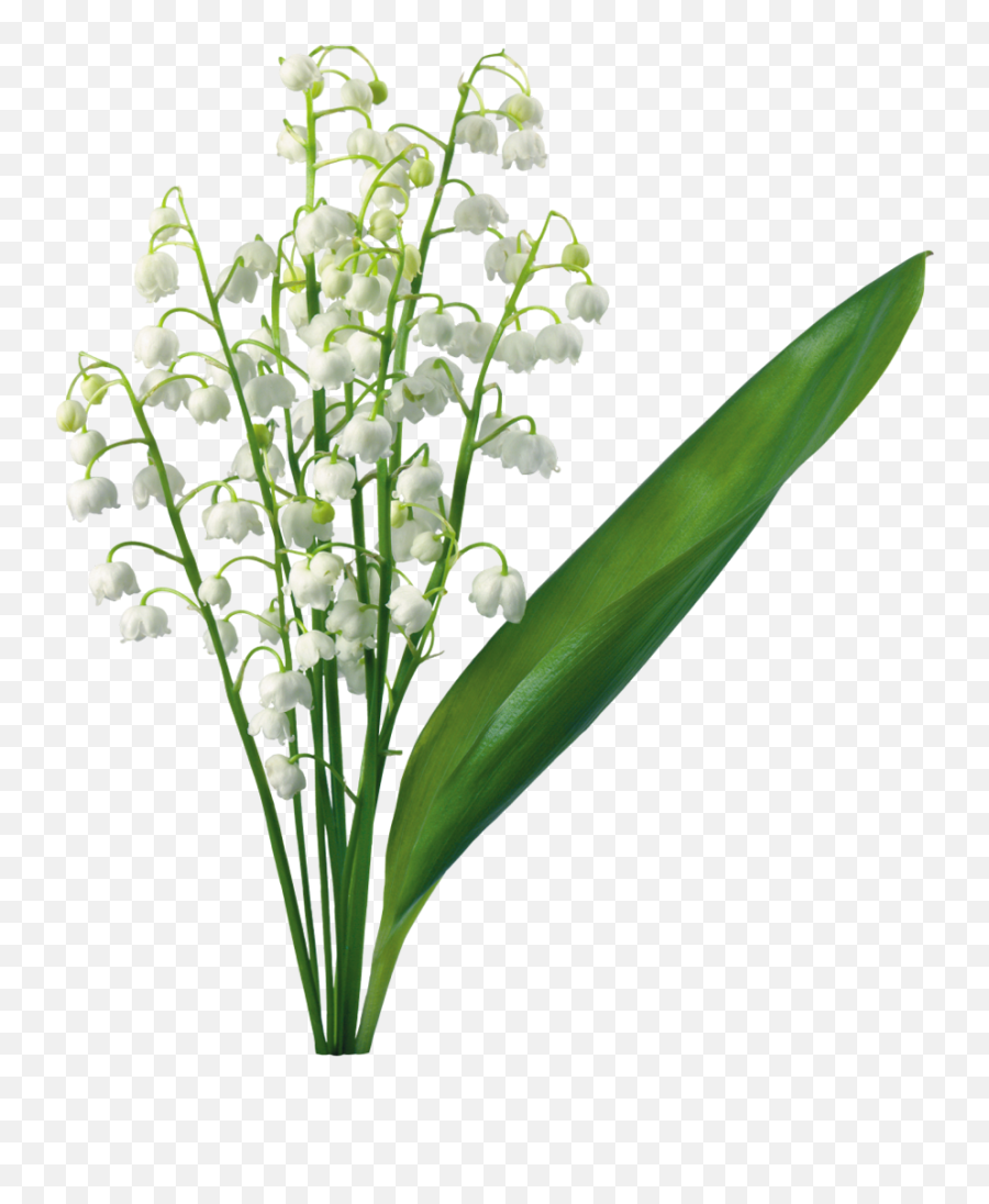 Lily Of The Valley Flower Lilium Clip Art - Transparent Lily Lily Of The Valley Flower Png,Easter Lily Png