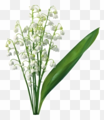 Lily Of The Valley Flower Lilium Clip Art - Transparent Of The Valley Png