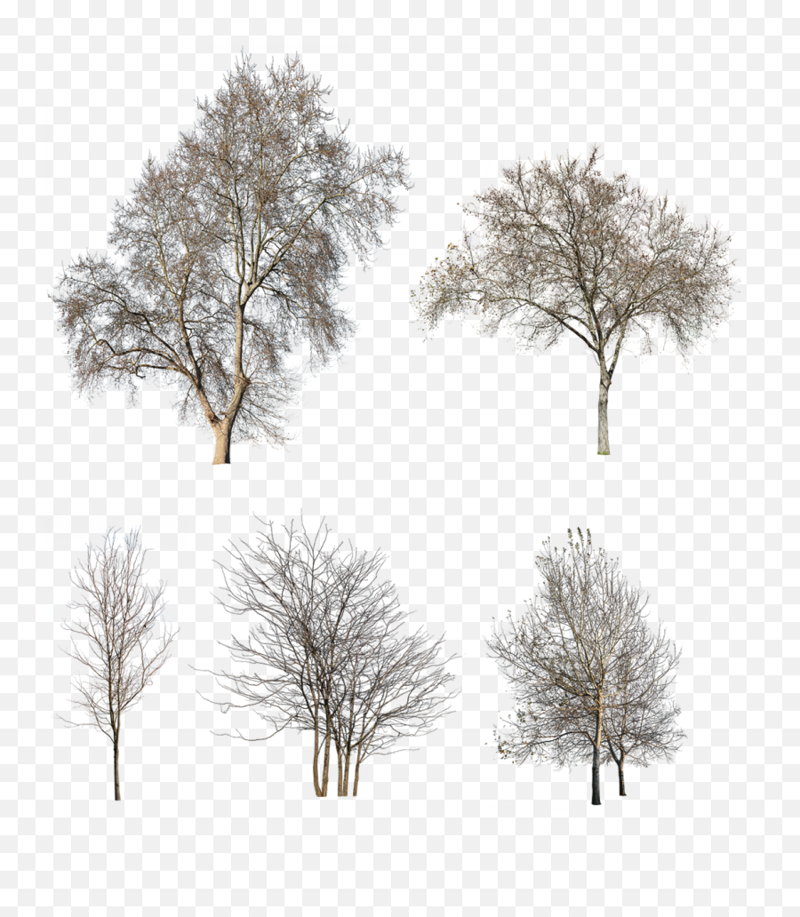 27 Winter Trees Pack U2013 Cutout - Tree For Post Production Png,Png Tree.com