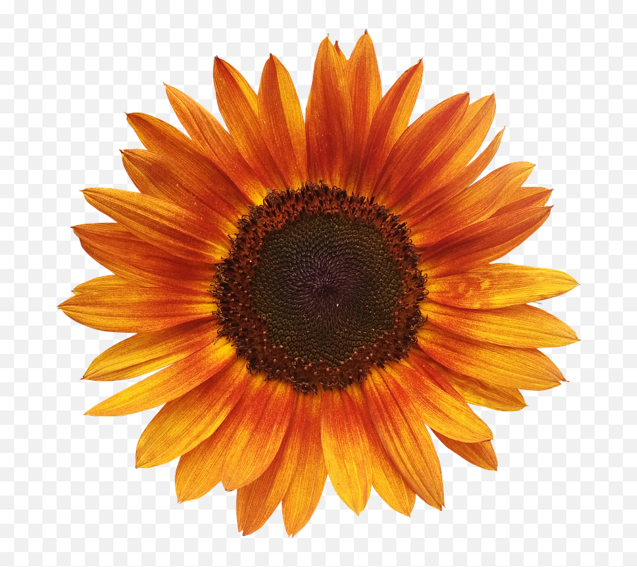Orange Sunflowers - Orange Sunflower Tapestry Png,Orange Flowers Png