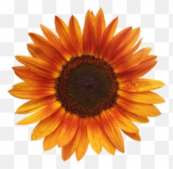 Orange Sunflowers - Orange Sunflower Tapestry Png,Orange Flowers Png