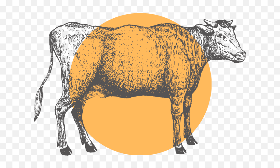 Cypress Valley Meat Company Humane Full - Service Processing Cow Vintage Drawing Png,Orange Spikes Icon