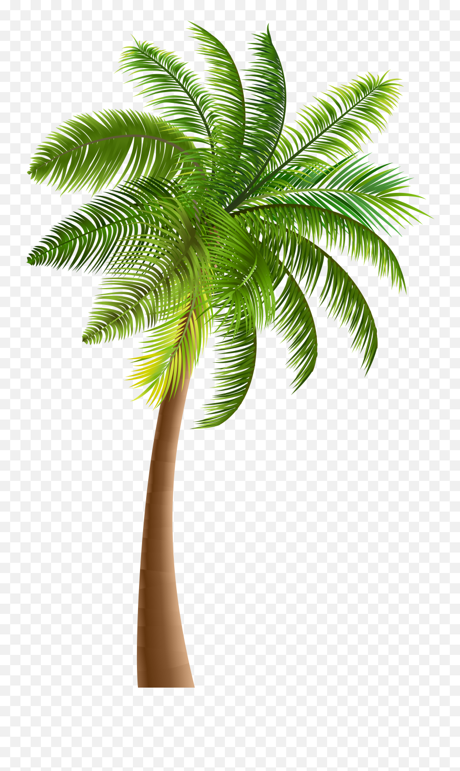 Download Palmera De Coco Png Image Palmeras