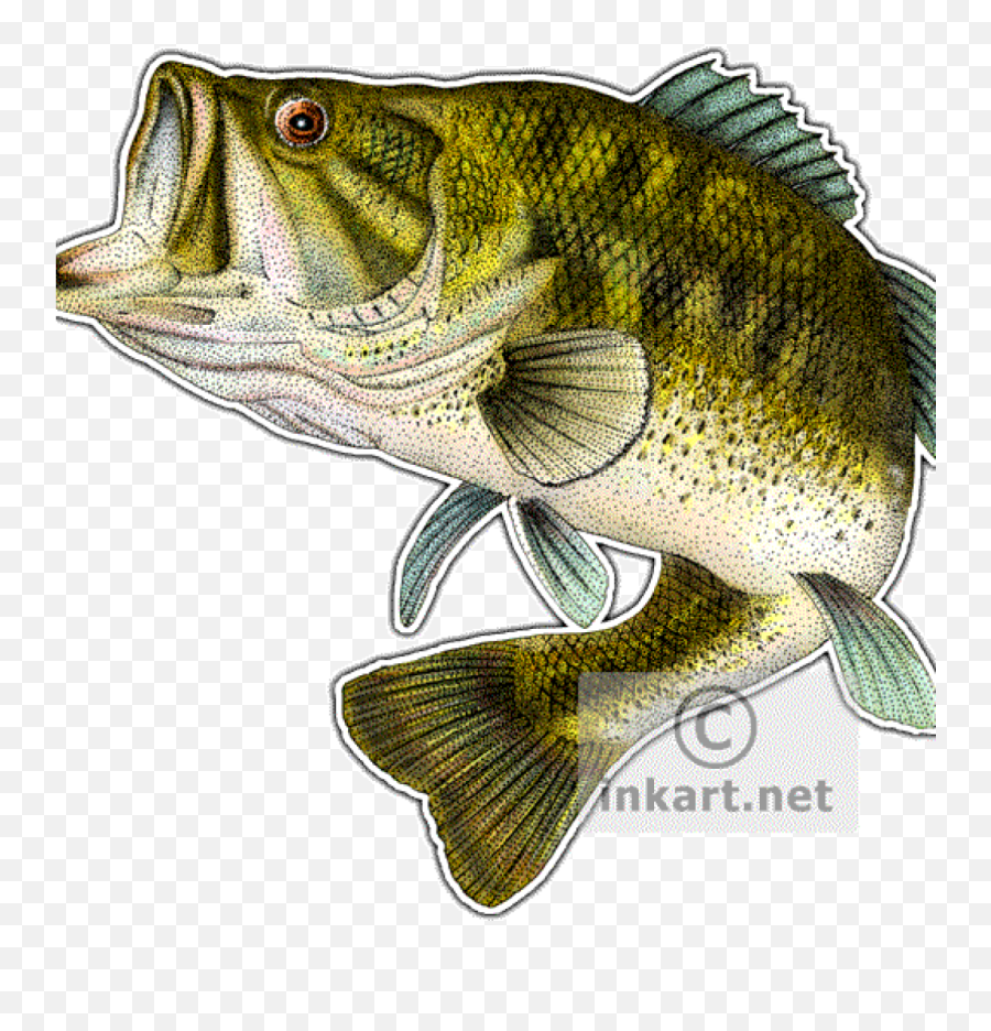 Fishing Clipart Largemouth Bass Png Fish