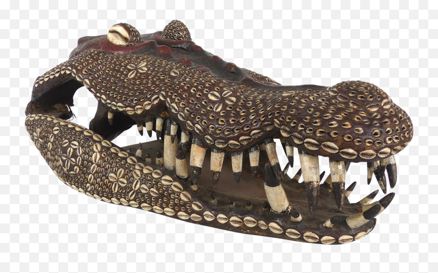 Giant Iatmul People Crocodile Skull From Middle Sepik Region Papua New Guinea - American Crocodile Png,Crocodile Png