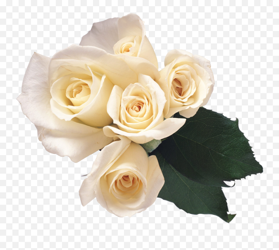 Download White Roses Png Image For Free - White Roses Png,White Roses Png