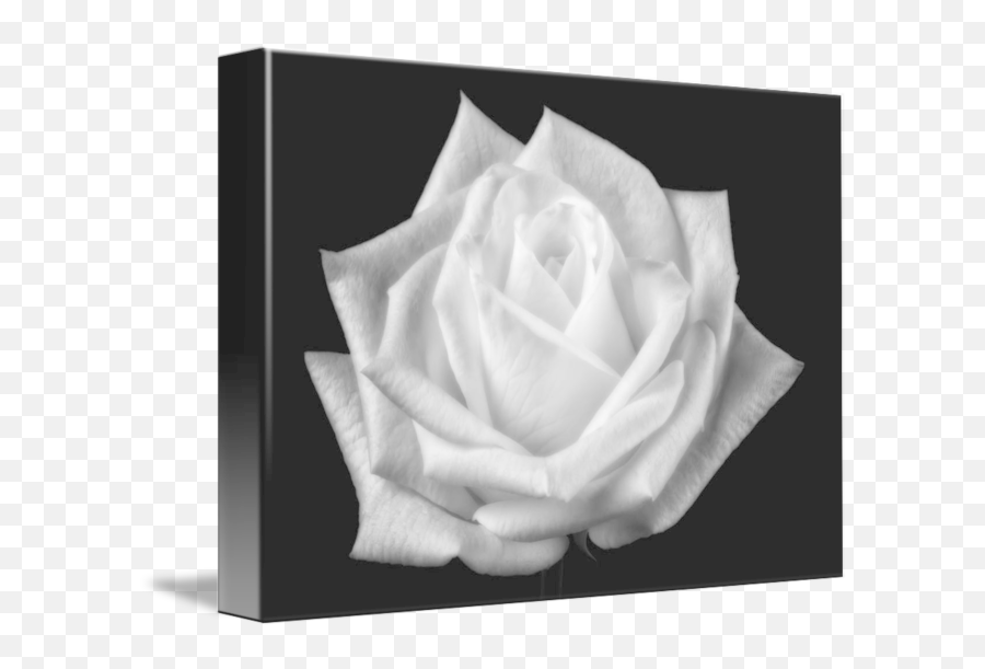 White Rose - Romulan Warbird Png,White Rose Transparent Background